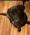 my guide dog